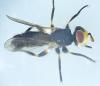 Thecophora cinerascens